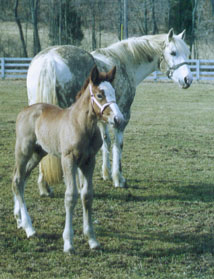 Irish Draught Mare and Irish Draught filly
